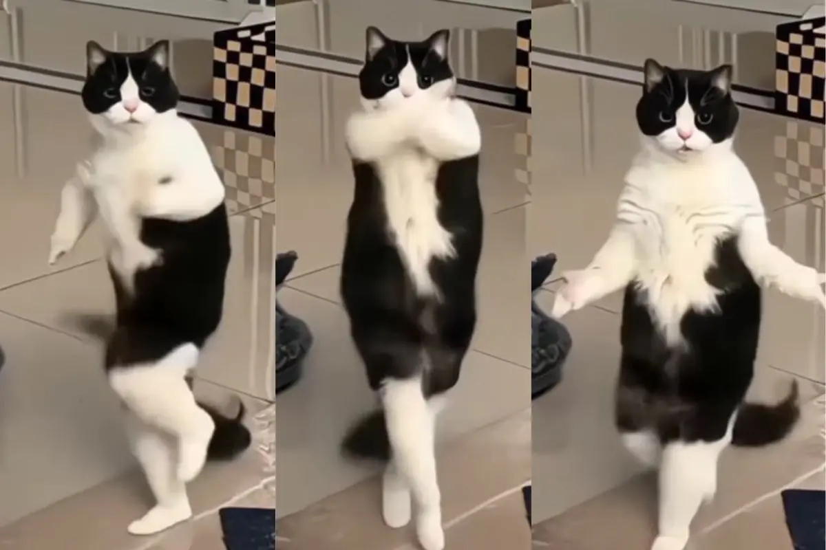 Screenshot from the viral Poochandi cat dance video on Instagram