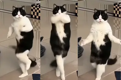 After husky dance, ‘Poochandi’ cat dance on Mohanlal’s ‘Thakilu Pukilu’ goes viral | WATCH