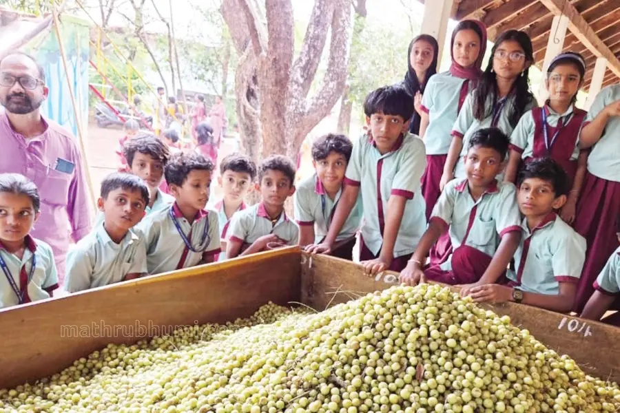 school gooseberry