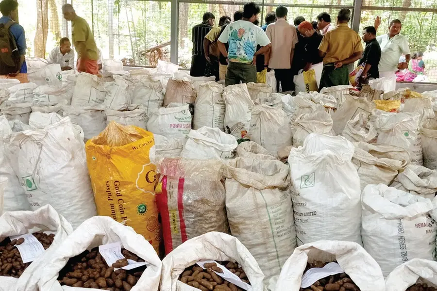 മറയൂരിൽ ഇത് കാട്ടുകൂർക്കക്കാലം; വിളവെടുപ്പ് 2026 ഫെബ്രുവരിവരെ നീളും