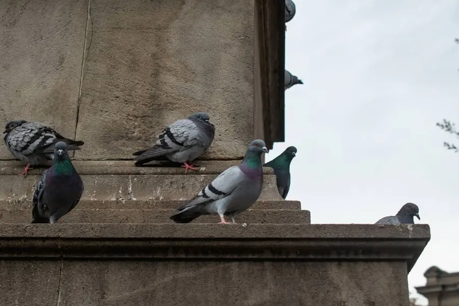 pigeons