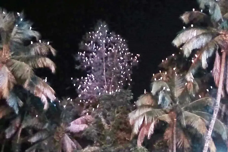 kasaragod-tree-lightening