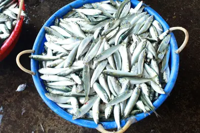 Kerala issues alert against consuming fish parts from Tamil Nadu sea food companies