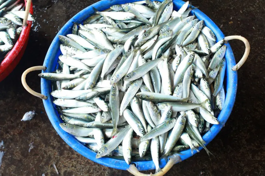 Kerala issues alert against consuming fish parts from Tamil Nadu sea ...