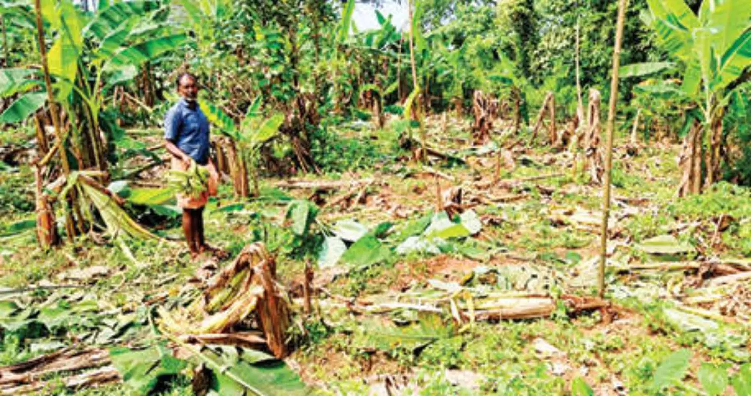 Farmer Babu Joseph at the plantain farm in Palappuzha Koodaladu that was destroyed by a herd of wild elephants