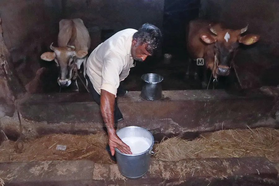 മഴയായാലും മഞ്ഞായാലും നാടുണരും മുൻപേ തൊഴുത്തിലെത്തി ദിലീപ്; 30 വർഷമായി മുടങ്ങാത്ത പാൽവഴി