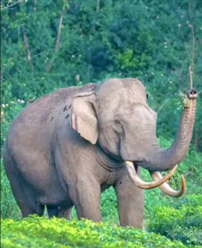 ഗ്രഹാംസ് ലാൻഡ് എസ്റ്റേറ്റിൽ ഇറങ്ങിയ പടയപ്പയെന്ന കാട്ടാന