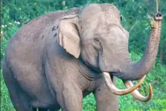 padayappa