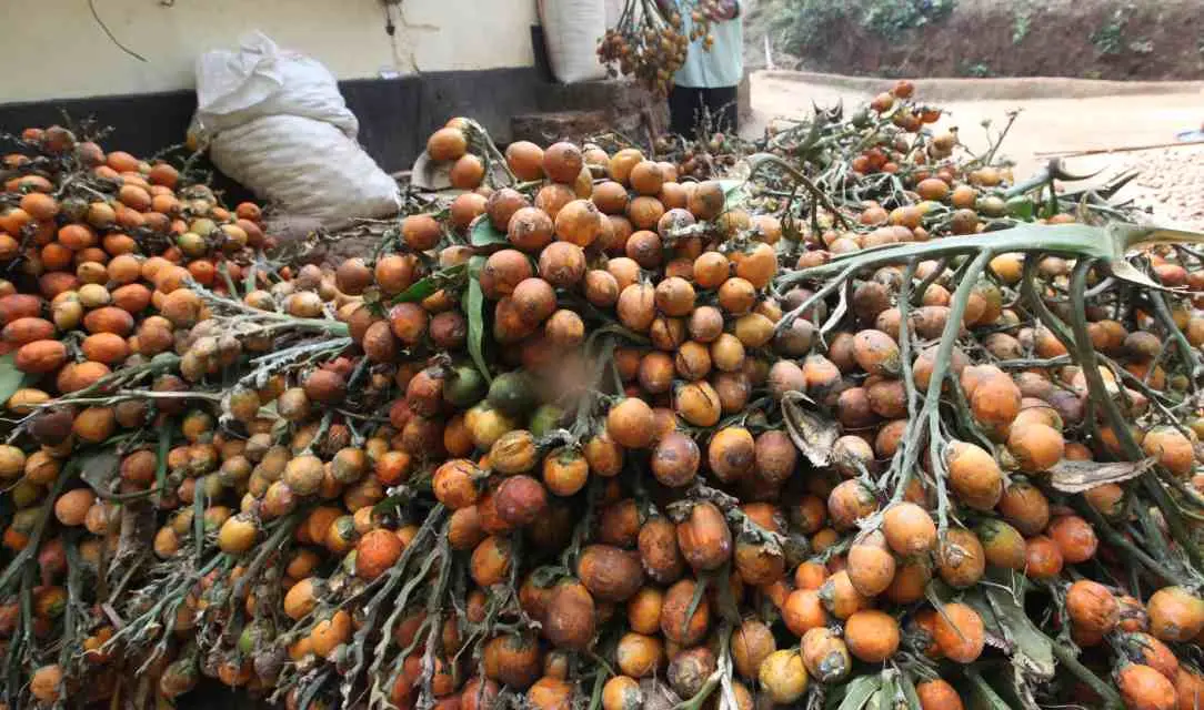 Representational image | Photo: Mathrubhumi