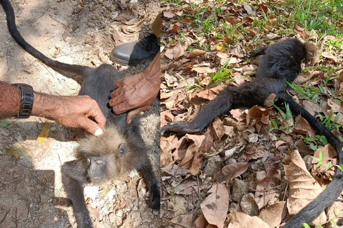 കരിങ്കുരങ്ങ്
