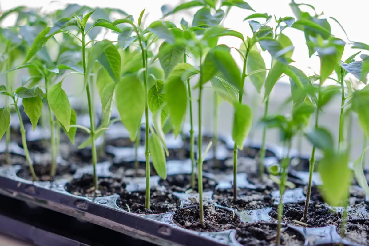 Seedlings | Photo: Canva