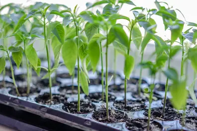 Union govt’s Seed Bill: Kerala nurseries may struggle if it becomes law