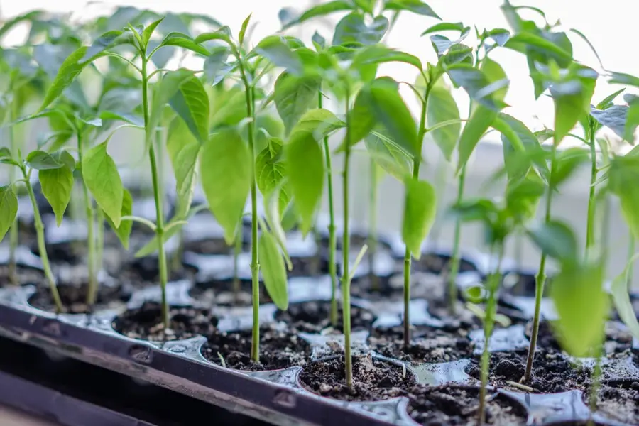 Union govt’s Seed Bill: Kerala nurseries may struggle if it becomes law