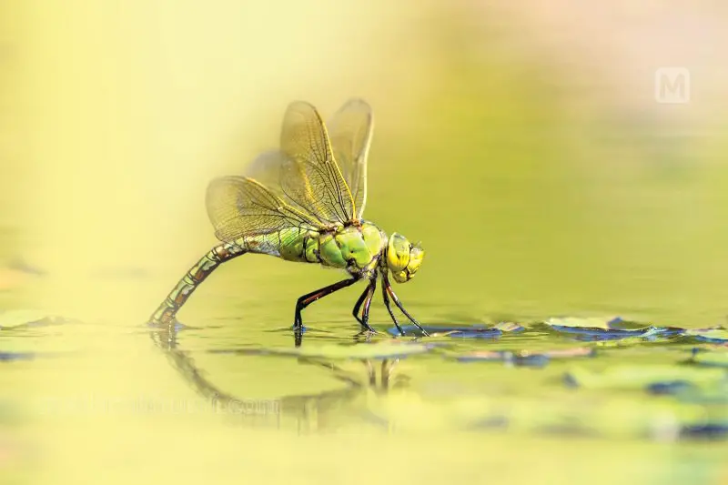 dragon fly