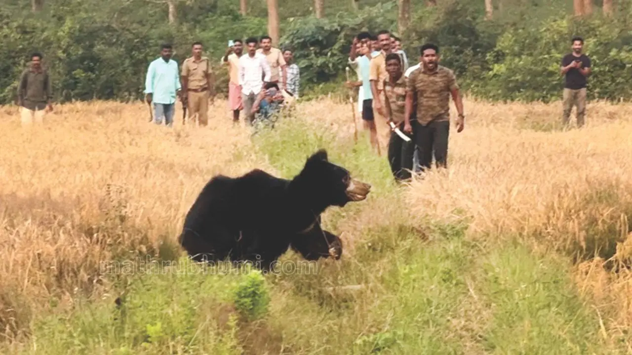 പ്രതീകാത്മകചിത്രം (ഫയൽചിത്രം)