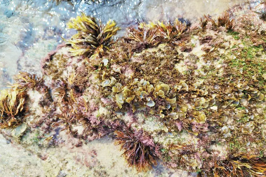 kerala-coast-seaweed-discovery