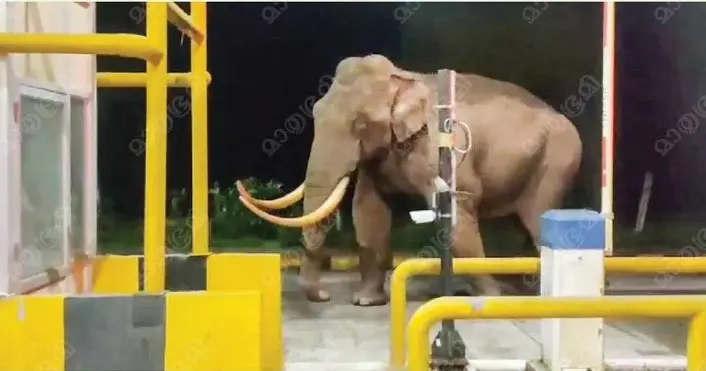 ദേവികുളം ടോൾപ്ലാസയ്ക്ക് സമീപത്തിറങ്ങിയ കാട്ടാന പടയപ്പ. ഏറെനേരം പ്രദേശത്ത് ആന ഭീതി പരത്തി.
