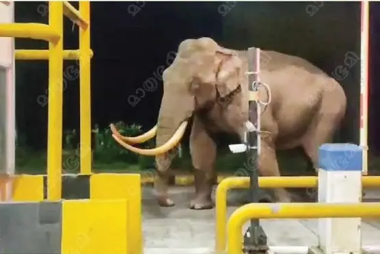 ‘അങ്ങനങ്ങു പോയാലോ, ഒന്നുനിന്നേ…’; ടോൾ പ്ലാസയിൽ വാഹനങ്ങൾ ‘തടഞ്ഞ്’ പടയപ്പ