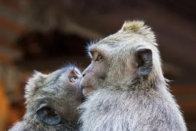 Ever wondered when the first kiss happened? Scientists say 21 million years ago!