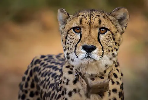 A cheetah in Kuno National Park, in Sheopur district | Photo: PTI