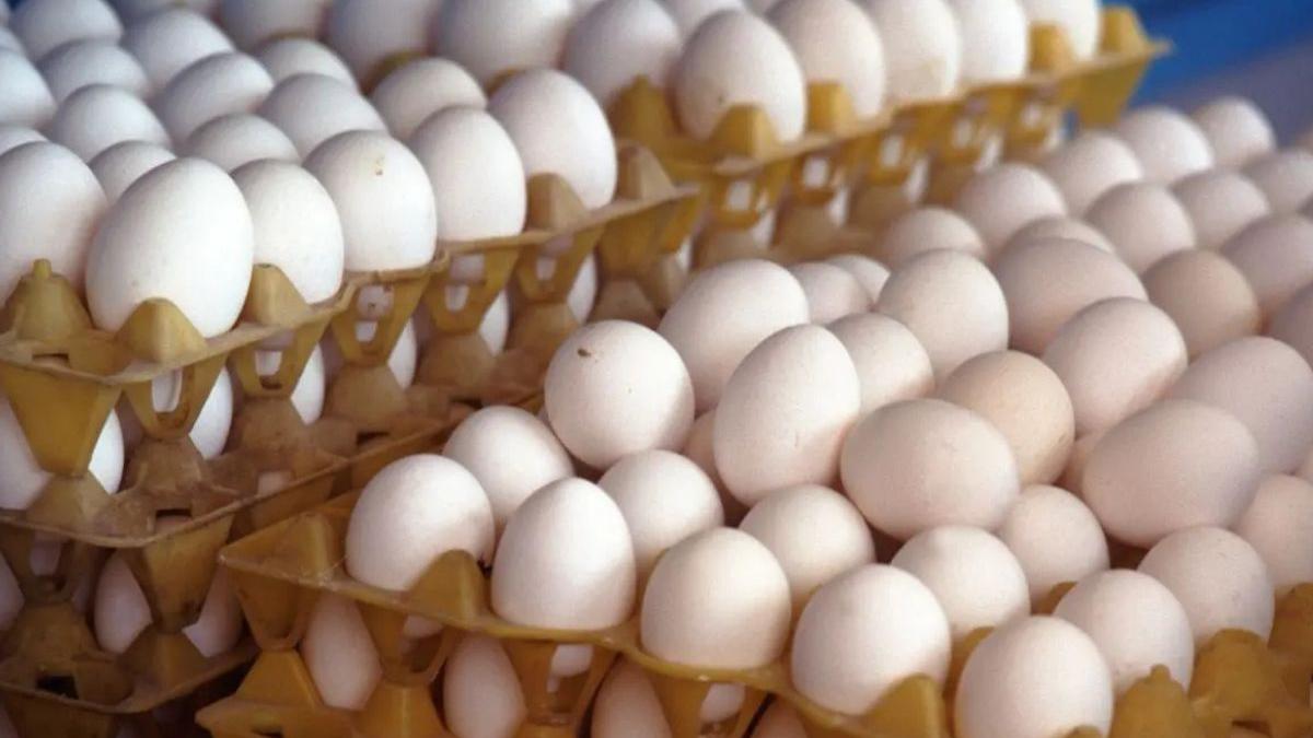 South India`s egg hub, Namakkal, sees wholesale egg prices hit a record  ₹6.05 | Mathrubhumi English
