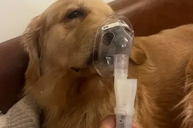 Delhi air turns deadly; Even pets now need Nebulisers; Reddit user shares photo
