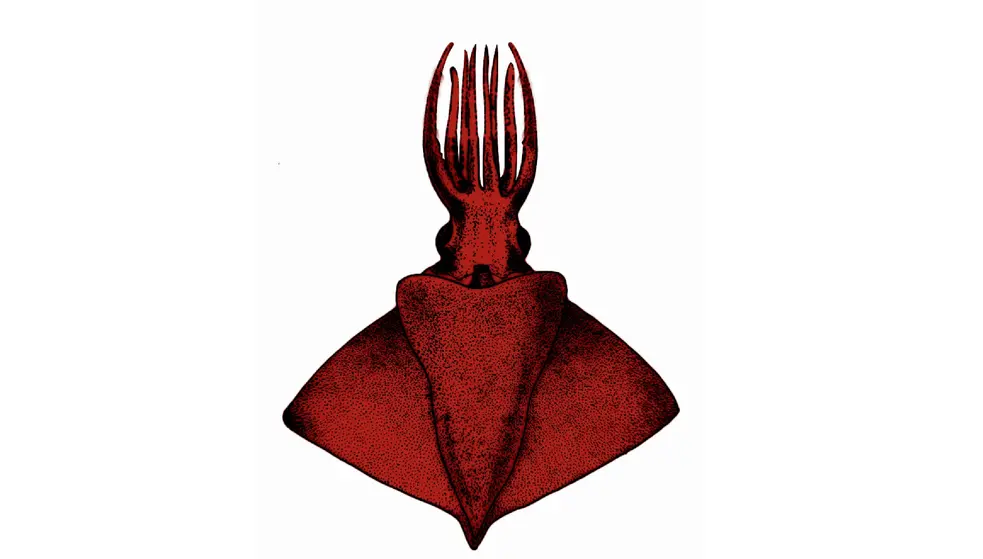 Octopus squid | Photo: ICAR-CMFRI