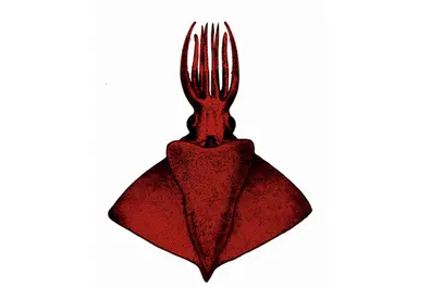 CMFRI scientists discover rare deep-sea 'octopus squid', name it after late KAU Vice Chancellor