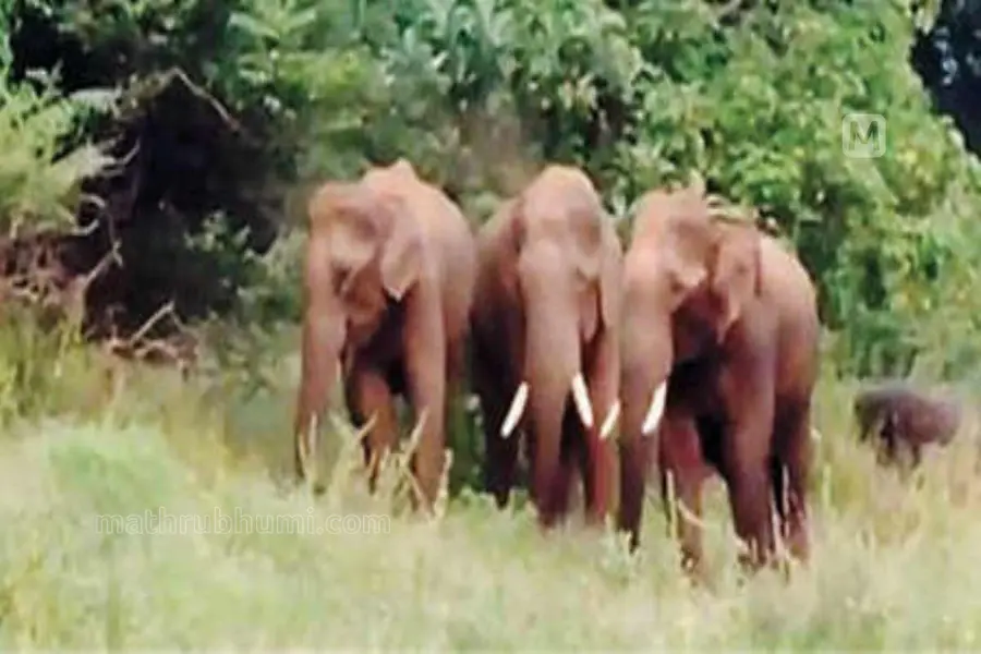 wild elephant palakkad