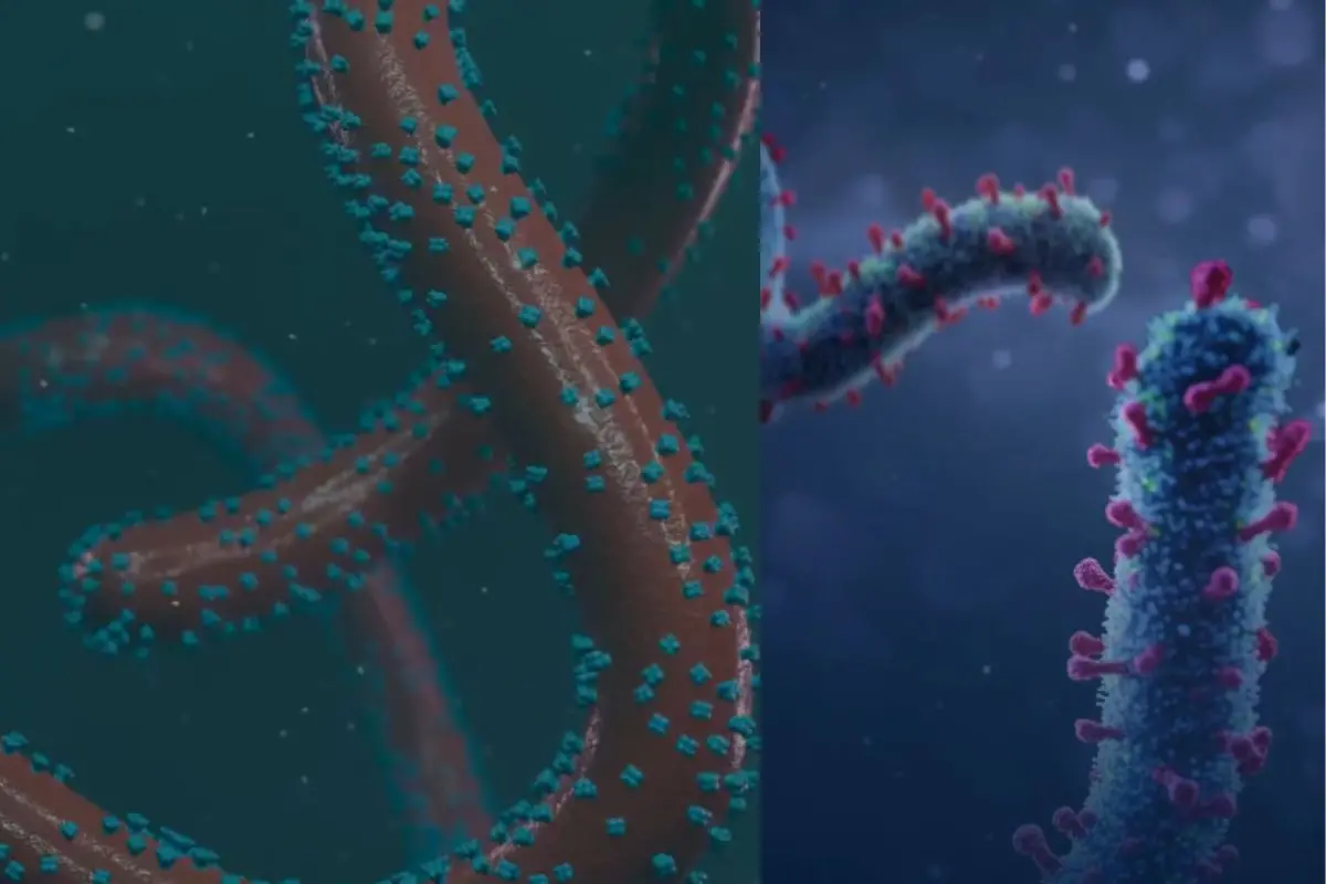 The Marburg virus | Photo: X/ United Nations Geneva, IFRC