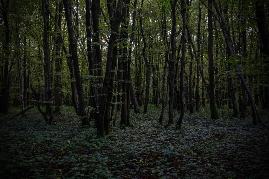 dering woods