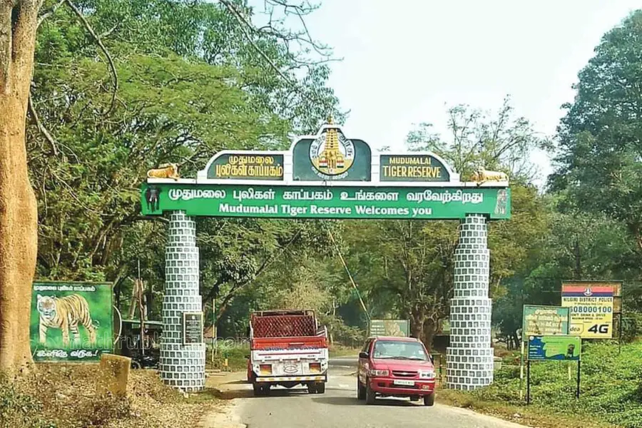 MASINAGUDI MUDUMALAI