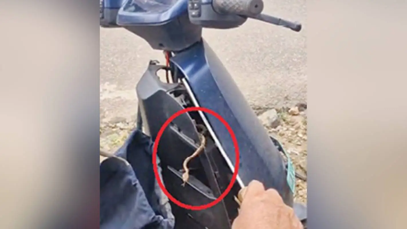 സ്കൂട്ടറിനുള്ളിൽ കയറിയ പാമ്പ് പുറത്തേക്കിറങ്ങുന്നു
