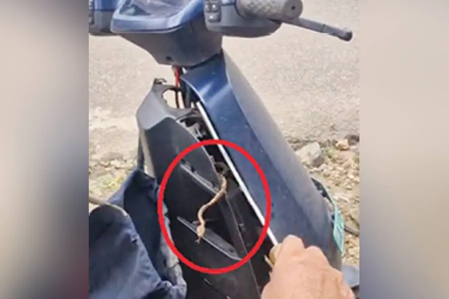 വാനിൽനിന്നിറങ്ങി അണലി നേരെ സ്കൂട്ടറിലേക്ക്, പിടിക്കാന് ആളെത്തിയിട്ടും കണ്ടില്ല, വണ്ടിയുടെ ഭാഗങ്ങള് അഴിച്ചു, ഒടുവില് പുറത്തേക്ക്