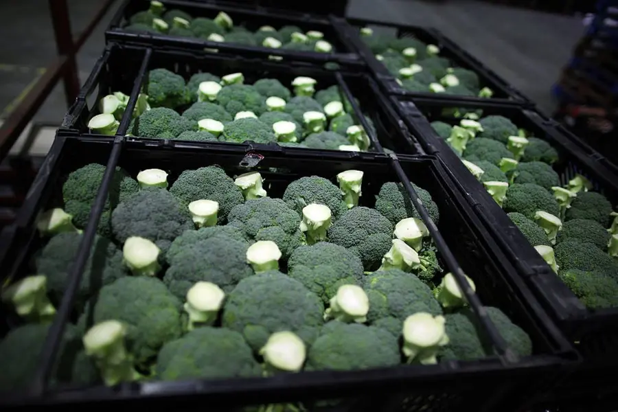 broccoli