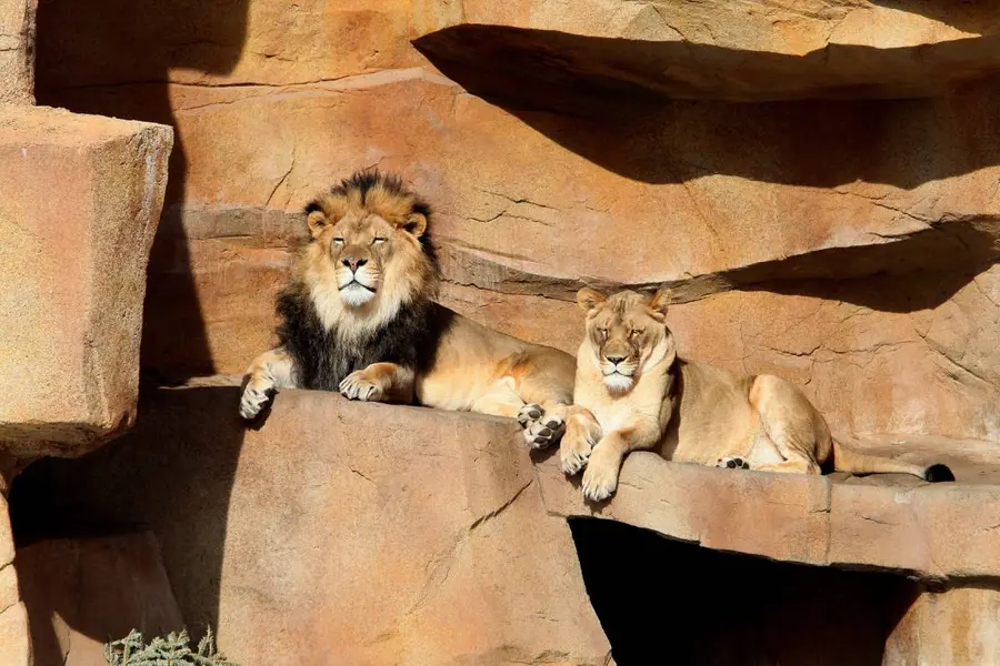 lion and lioness