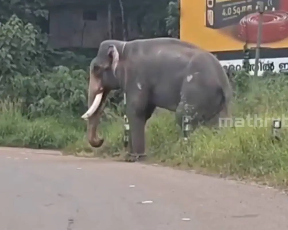 വൈലാശ്ശേരി അർജുനൻ | Photo:screengrab/mathrubhuminews