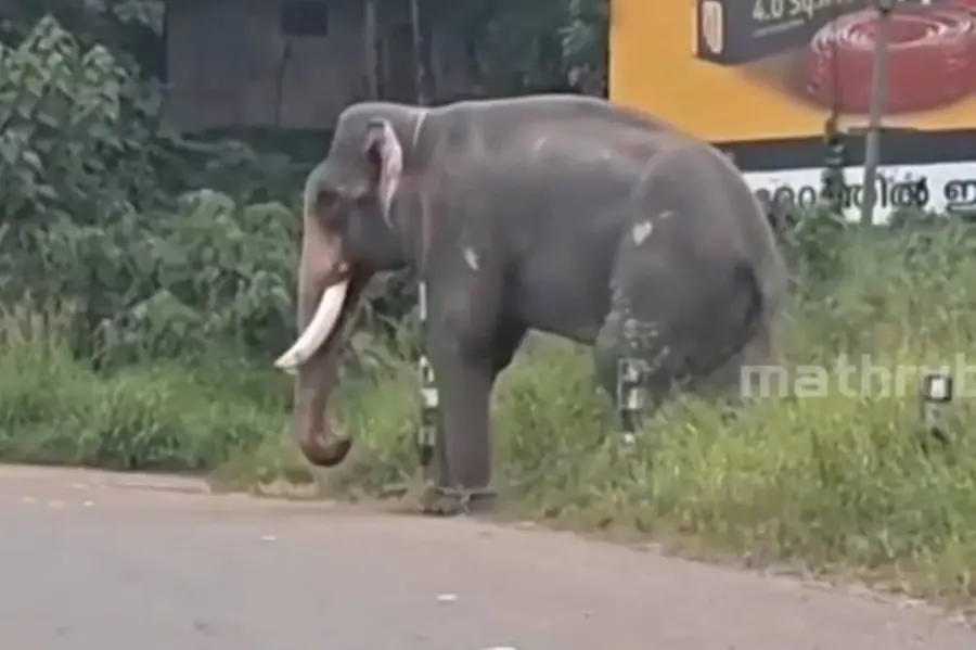 കോട്ടയത്ത് ആന വിരണ്ടു; പാപ്പാന് കുത്തേറ്റു, പരിഭ്രാന്തരായി ജനങ്ങൾ
