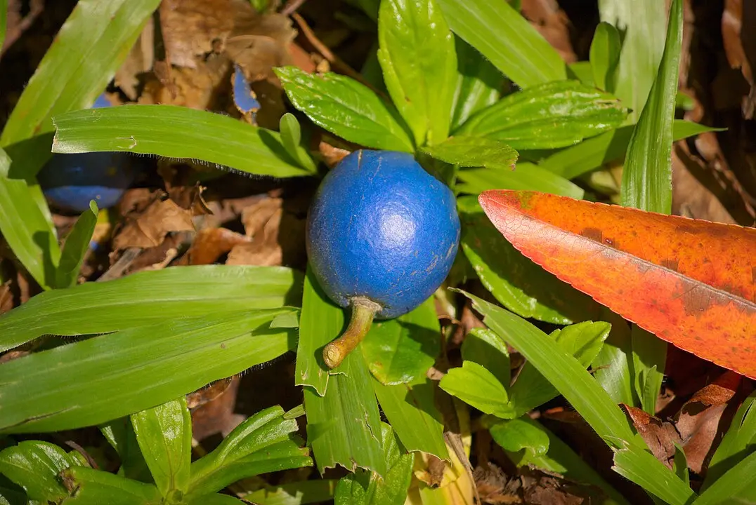 ബ്ലൂ മാർബിൾ പഴം | Photo: By Daniel Ramirez from Honolulu, USA - Blue Marble CloseupUploaded by Jacopo Werther, CC BY 2.0, Link