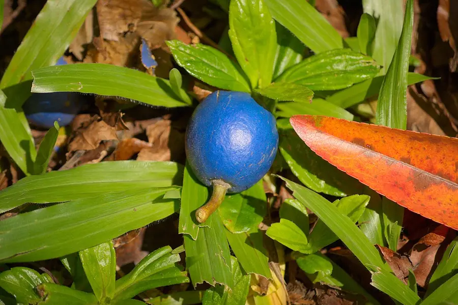 Blue_Marble_Closeup