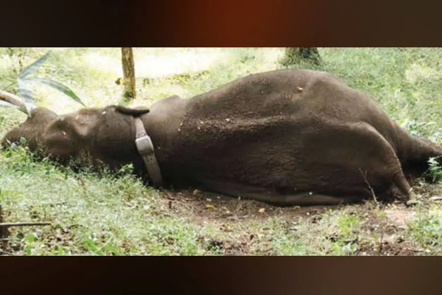 അരുവിയില് വെള്ളംകുടിക്കാന് പോകുന്നതിനിടെ കാല്വഴുതി വീണു; റോളക്സ് കാട്ടാന ചരിഞ്ഞു