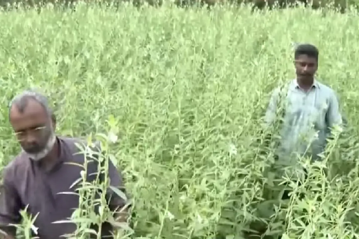 ഷിബുവും റോയിയും കൃഷിയിടത്തിൽ | Photo: Screengrab/Mathrubhumi News