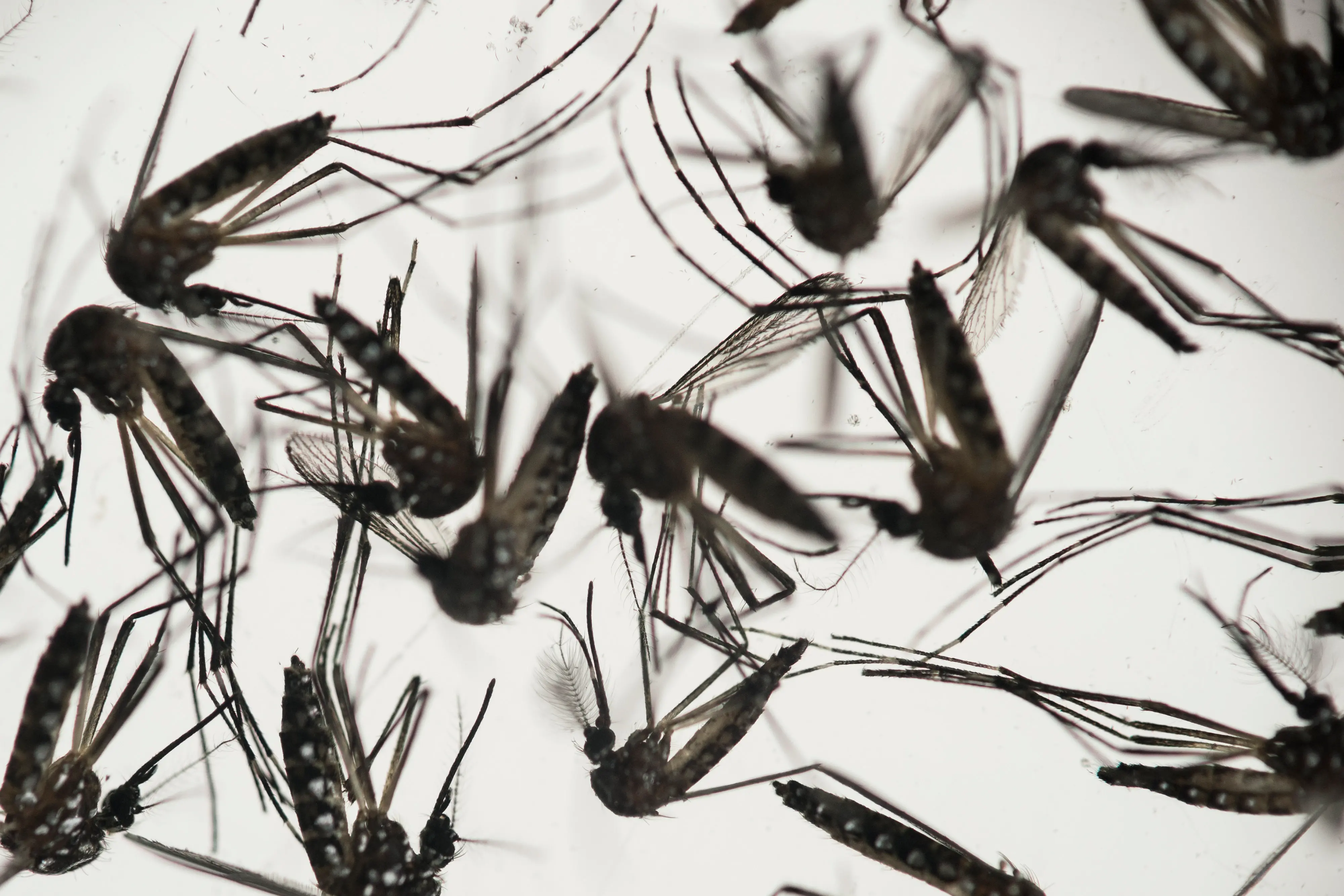 Aedes aegypti mosquitoes | File photo: AP