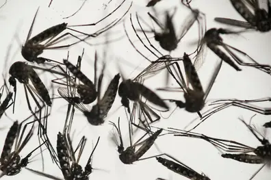 World’s first single-dose dengue vaccine developed in Brazil