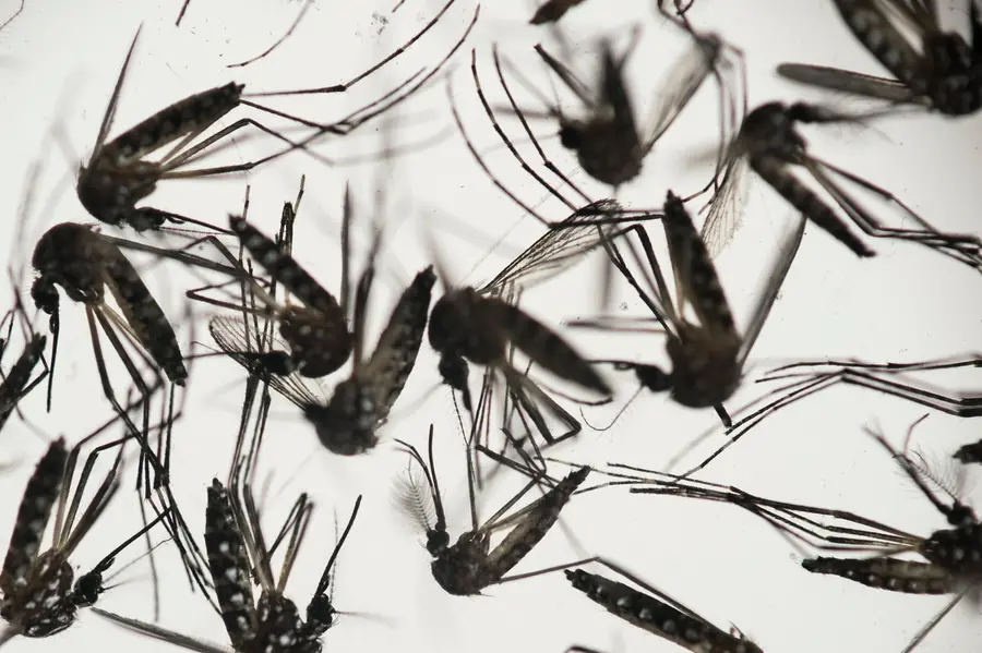 World’s first single-dose dengue vaccine developed in Brazil