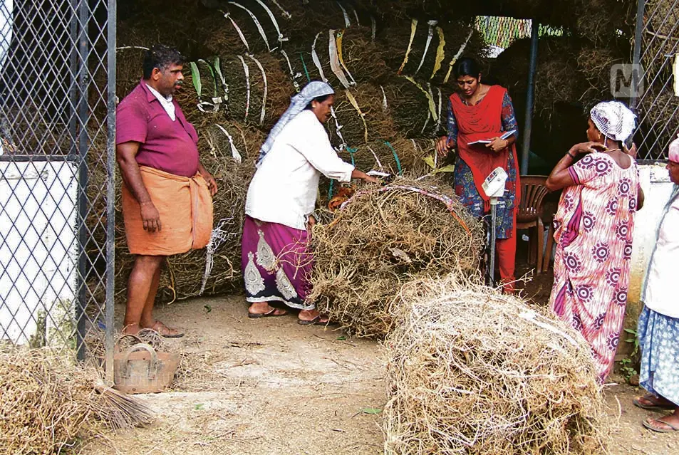 ഉണങ്ങിയ കുറുന്തോട്ടി | File Photo: Mathrubhumi