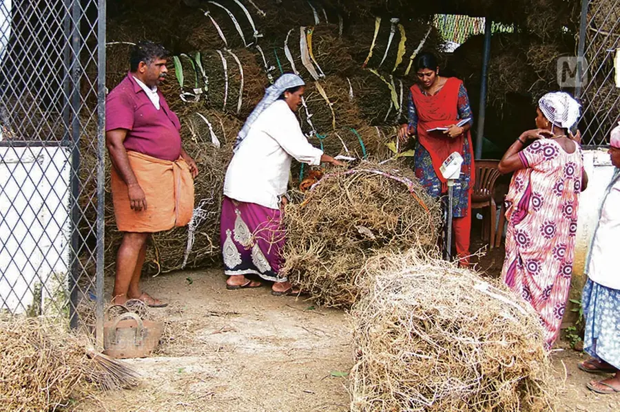 ഒരു ചെടിയിൽ പതിനായിരത്തിലേറെ വിത്ത്‌! കുറുന്തോട്ടി കൃഷി എളുപ്പം; കിലോയ്ക്ക് 120 രൂപ വരെ വില