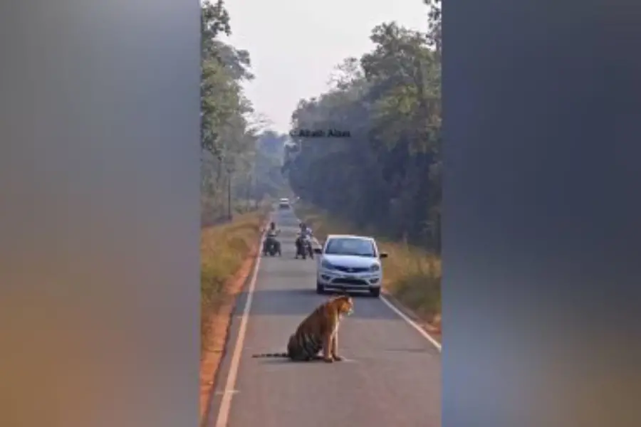 TIGER.jpg