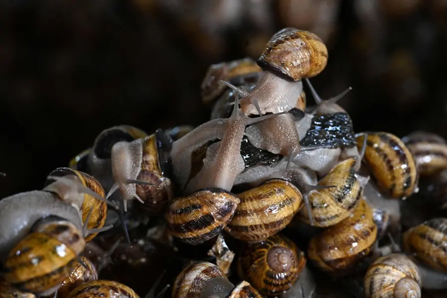 snails