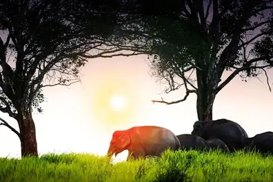 Elephant safaris return to Rajaji National Park after seven-year gap